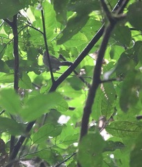 Thamnophilus murinus