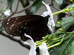 Euploea phaenareta