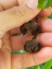 Cupania triquetra