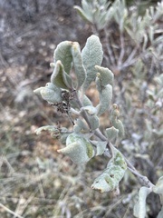 Eriodictyon traskiae smithii