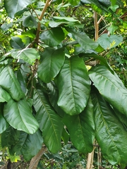 Cupania triquetra