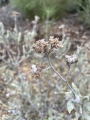 Eriodictyon traskiae smithii