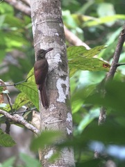 Dendrocolaptes picumnus