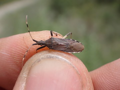 Dicranocephalus albipes