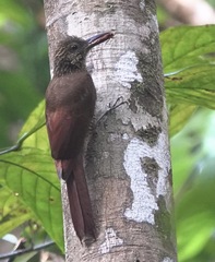 Dendrocolaptes picumnus