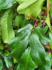 Cupania triquetra