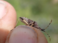 Dicranocephalus albipes