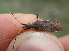 Dicranocephalus albipes