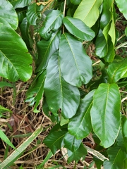 Cupania triquetra