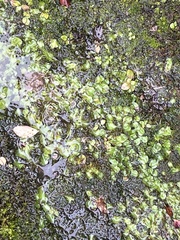Lunularia cruciata