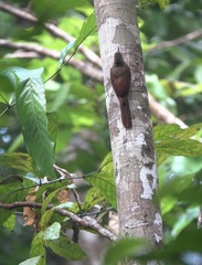 Dendrocolaptes picumnus