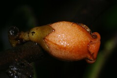 Diospyros guianensis