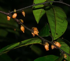 Diospyros guianensis