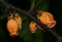 Diospyros guianensis