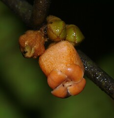 Diospyros guianensis
