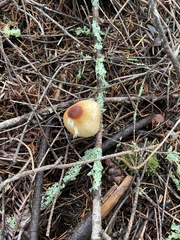 Lepiota magnispora