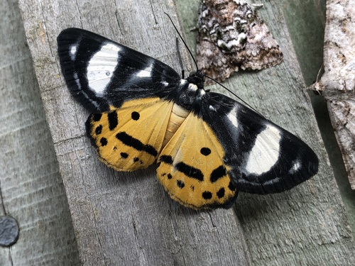 Bracca ribbei