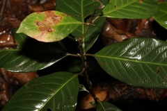 Rhodomyrtus psidioides