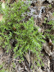 Galium andrewsii