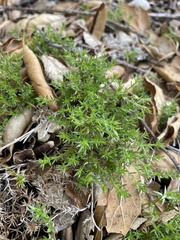 Galium andrewsii