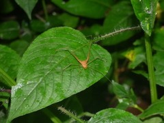 Ampheres triangularis