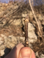 Fraxinus pennsylvanica