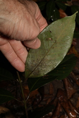 Rhodomyrtus psidioides