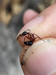 Camponotus sansabeanus