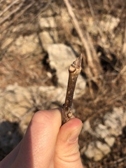 Fraxinus pennsylvanica