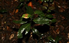 Rhodomyrtus psidioides