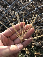 Chloris verticillata