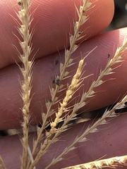 Chloris verticillata