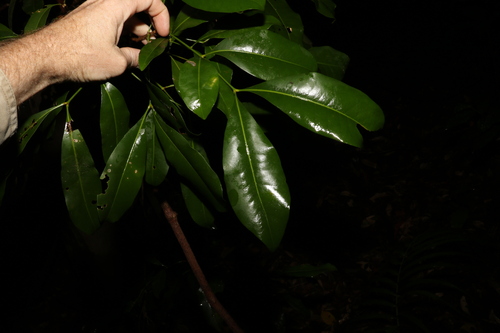 Image of Anthocarapa nitidula by (c) Greg Tasney, some rights reserved (CC BY-SA)