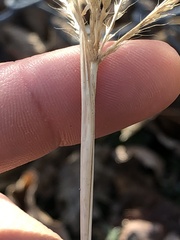 Chloris verticillata