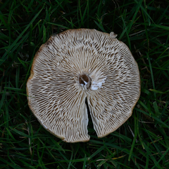 Melanoleuca melaleuca