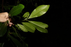 Anthocarapa nitidula