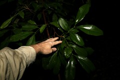 Anthocarapa nitidula