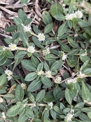 Gomphrenoideae