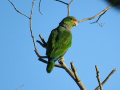 Amazona vinacea