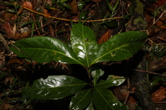 Rhodomyrtus psidioides
