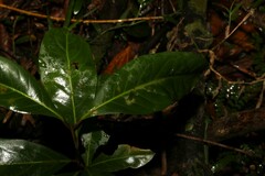 Rhodomyrtus psidioides