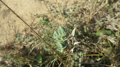 Crucianella maritima