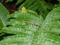 Ceroys perfoliatus