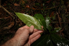 Rhodomyrtus psidioides