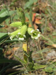 Silene spaldingii