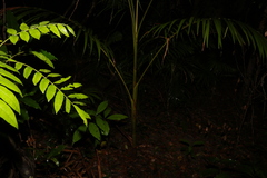 Archontophoenix cunninghamiana