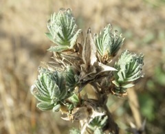 Crucianella maritima
