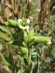 Silene spaldingii