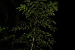 Harpullia pendula
