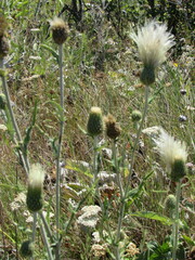 Cirsium brevifolium